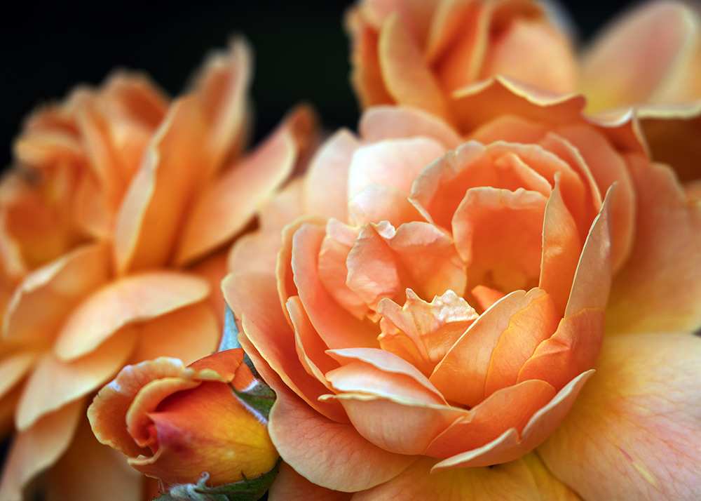 peach roses