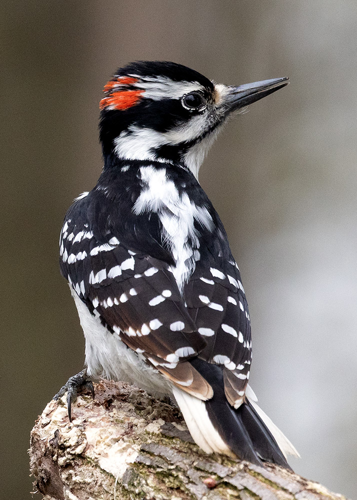 woodpecker