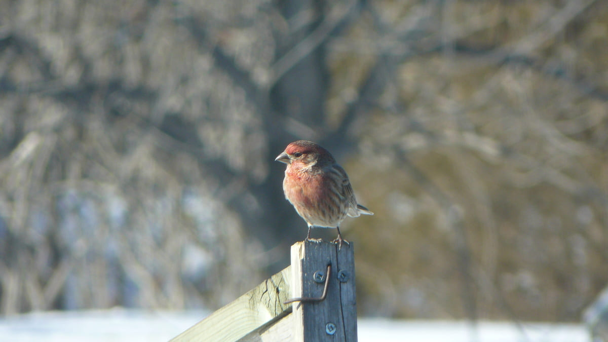 Christmas Bird Count