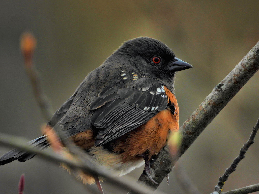 Birdwatching in North Grenville