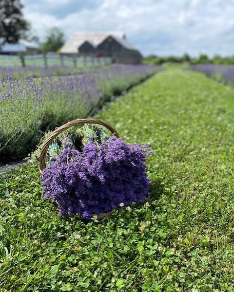 Lavender Mills Farm (The Kirk Farm)